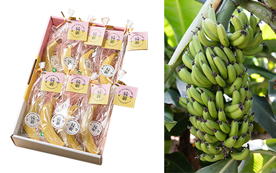 広野町で育った無農薬バナナ「綺麗」